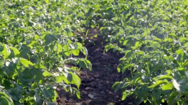 Arka arkaya yeşil patates tarlası. Patates tarlaları, solanum tüberozum. Bir tarım arazisine ekilen hasat. Yaz tarım arazisi. Alan güneş ışınlarıyla aydınlatılır..