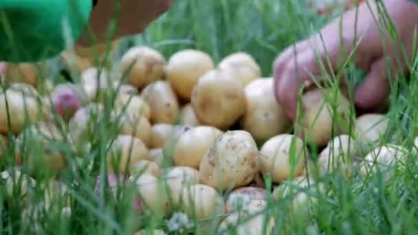 ジャガイモを収穫する農場労働者 若い新鮮な有機ジャガイモは芝生の上でソートされます 農業と健康的な食事の概念 野菜収穫場 農家の手作り作品 — ストック動画