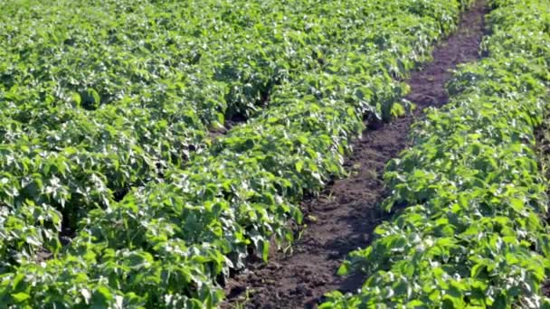 Campo Verde Las Patatas Una Fila Plantaciones Patatas Solanum Tuberosum — Vídeos de Stock