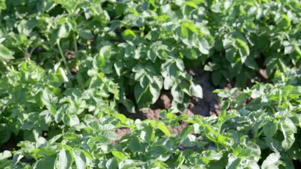 Groen Veld Aardappelen Een Rij Aardappelplantages Solanum Tuberosum Oogst Geplant — Stockvideo