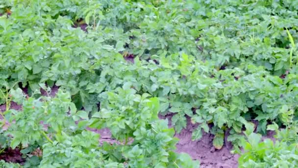 Groen Veld Aardappelen Een Rij Aardappelplantages Solanum Tuberosum Oogst Geplant — Stockvideo