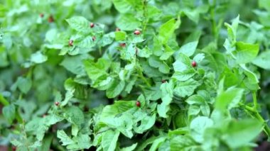Bir sürü Colorado böceği. Patates yapraklı Colorado patates böceği larvası. Patates böcekleri doğada yeşillik, doğal arka plan, yakın görüş. On çizgili mızrak ustası ana patates baş belasıdır..