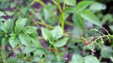 Bir sürü Colorado böceği. Patates yapraklı Colorado patates böceği larvası. Patates böcekleri doğada yeşillik, doğal arka plan, yakın görüş. On çizgili mızrak ustası ana patates baş belasıdır..