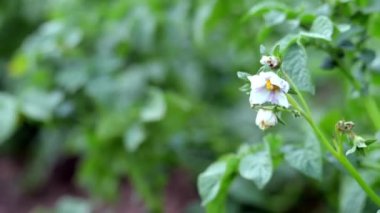 Çiftlik yatağında patates filizleri. Çiçekli olgun patatesler. Patates tarlaları tarlada yetişir. Çiftçilik, tarım. Yeni patatesler Çiçekli patates tarlası. Yeşil patates tarlası.