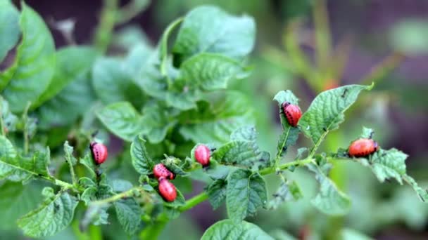 Bir Sürü Colorado Böceği Patates Yapraklı Colorado Patates Böceği Larvası — Stok video