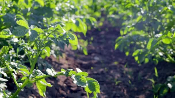 畑ではジャガイモのプランテーションが成長する 行のジャガイモの緑のフィールド ジャガイモのプランテーション ソラナム塊茎 農地のある夏の風景 — ストック動画