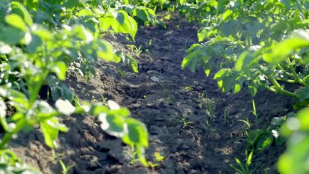 Auf Dem Feld Wachsen Kartoffelplantagen Landwirtschaft Landwirtschaft Grünes Kartoffelfeld Einer — Stockvideo