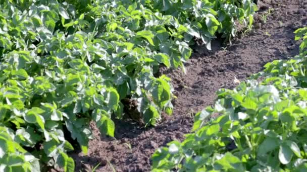 马铃薯种植园生长在田野里 一排排的绿地土豆 土豆种植园 土豆蔻根 农业用地的夏季景观 — 图库视频影像