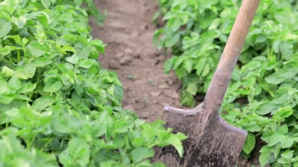 Schep Achtergrond Van Aardappelstruiken Een Jonge Aardappelknol Uit Grond Graven — Stockvideo
