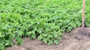 Patates çalılarının arka planında kürek. Hasat. Tarım. Yerden taze bir patates yumrusu çıkarmak, çiftlikte patates toplamak. Bahçede kürekle patates topluyorum..