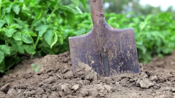 Shovel Background Potato Bushes Harvesting Agriculture Digging Young Potato Tuber — Stock Video