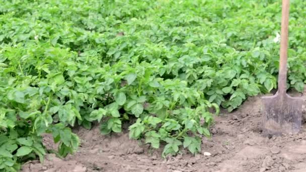 Schep Achtergrond Van Aardappelstruiken Oogsten Landbouw Een Jonge Aardappelknol Uit — Stockvideo