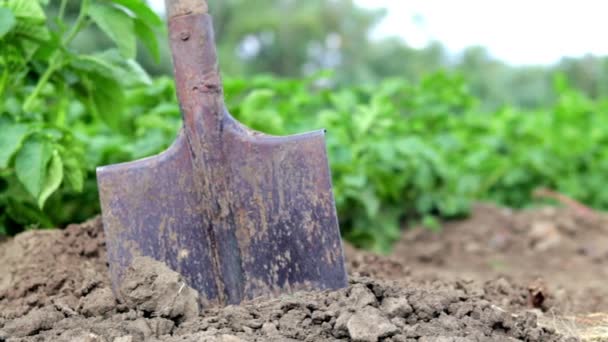 Pelle Sur Fond Des Pommiers Récolte Agriculture Creuser Jeune Tubercule — Video