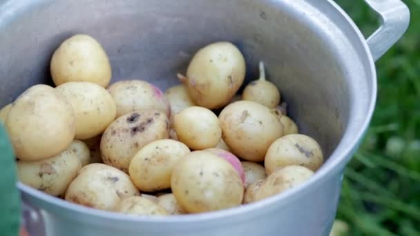 Edelstahl Topf Mit Rohen Neuen Kartoffeln Kartoffeln Nicht Geschält Nahaufnahme — Stockvideo