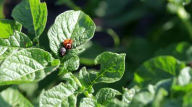 Patates yaprakları üzerindeki Colorado böcek larvası patates bitkilerini yok eder ve çiftliklere büyük zarar verir. Seçici odaklanma. Leptinotarsa bir yaprak üzerinde dezenfektan. Tarım için tehlikeli bir baş belası.
