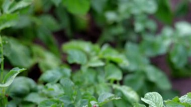Patates yaprakları üzerindeki Colorado böcek larvası patates bitkilerini yok eder ve çiftliklere büyük zarar verir. Seçici odaklanma. Leptinotarsa bir yaprak üzerinde dezenfektan. Tarım için tehlikeli bir baş belası.