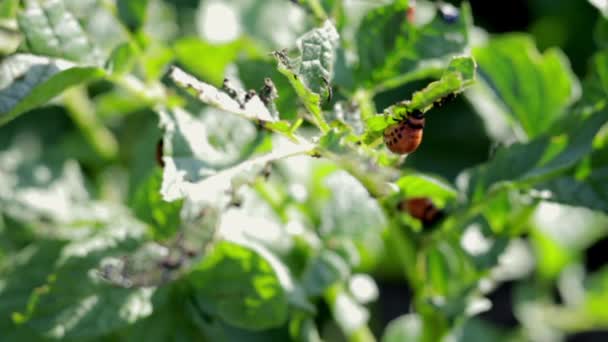 马铃薯叶上的科罗拉多甲虫幼虫破坏马铃薯植株 并对农场造成严重破坏 有选择的重点 叶上的叶柄叶 叶柄叶 对农业有害的害虫 — 图库视频影像
