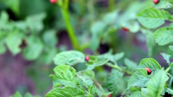 Colorado Keverlarve Aardappelbladeren Vernietigt Aardappelplanten Veroorzaakt Grote Schade Aan Boerderijen — Stockvideo