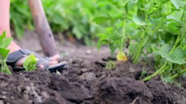 Kadın çiftçiler topraktan taze patates topluyor. Kahverengi zeminde kürekle kazılmış patates yumrusu. Yaz günü tarlada taze organik patatesler. Yiyecek yetiştirme kavramı.