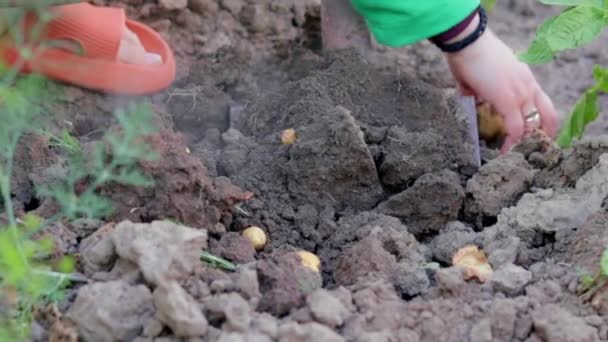 Les Agricultrices Récoltent Jeunes Pommes Terre Dans Sol Tubercule Pomme — Video