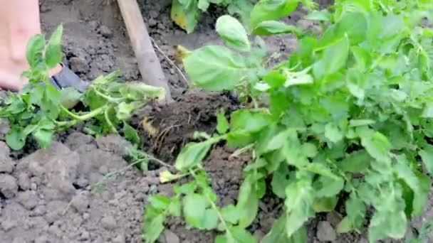 Γυναίκες Αγρότες Μαζεύουν Νεαρές Πατάτες Από Έδαφος Κόνδυλος Πατάτας Έσκαψε — Αρχείο Βίντεο