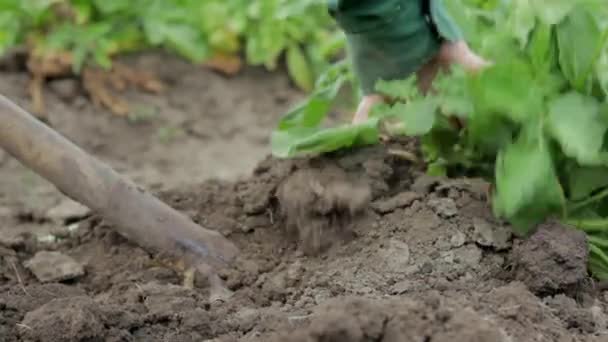 Femeile Fermiere Recoltează Cartofi Tineri Din Sol Tuber Cartofi Săpat — Videoclip de stoc