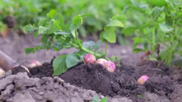 Les Agricultrices Récoltent Jeunes Pommes Terre Dans Sol Tubercule Pomme — Video