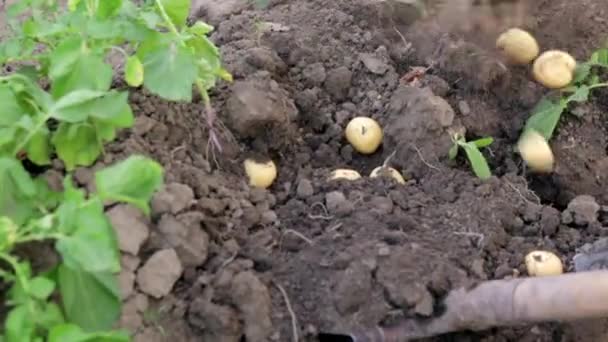 Γυναίκες Αγρότες Μαζεύουν Νεαρές Πατάτες Από Έδαφος Κόνδυλος Πατάτας Έσκαψε — Αρχείο Βίντεο