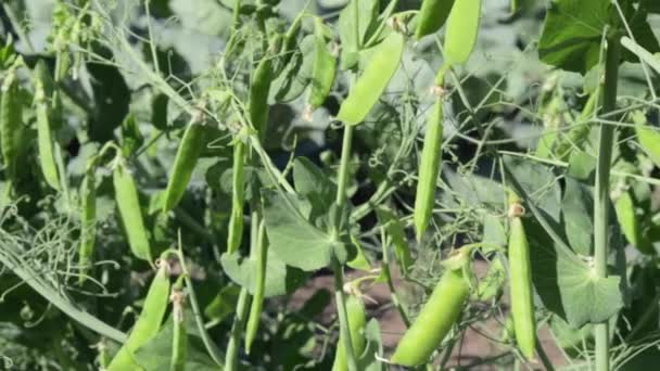 Many Young Pea Plants Pods Garden Sugar Peas Growing Summer — Stock Video