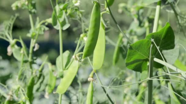 Der Mange Unge Ærteplanter Med Bælg Haven Sukkerærter Der Vokser – Stock-video