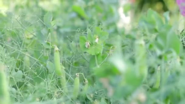 Vrouwenhanden Verzamelen Groene Erwten Peulen Een Kleine Emmer Tuinieren Achtertuin — Stockvideo