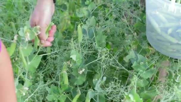 Les Mains Femme Recueillent Des Gousses Pois Verts Dans Petit — Video