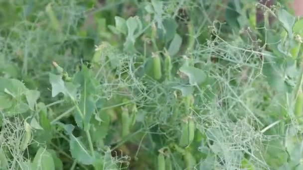 Tangan Wanita Mengumpulkan Kacang Polong Hijau Dalam Ember Kecil Berkebun — Stok Video