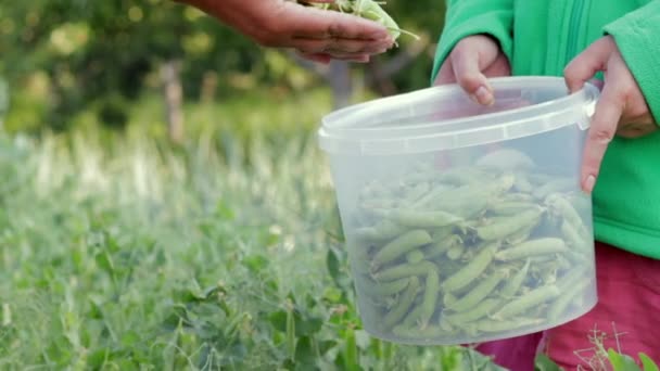 Ženské Ruce Sbírají Zelené Lusky Hrášku Malém Vědru Zahradničení Dvorku — Stock video