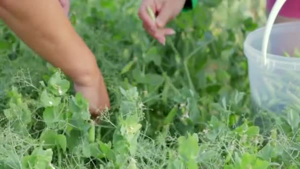 女性の手は裏庭で園芸をして 小さなバケツに緑のエンドウ豆のポッドを集めます 庭で成長しているエンドウ豆のコレクション 農家はブッシュから若い緑のエンドウ豆のポッドを選ぶ — ストック動画