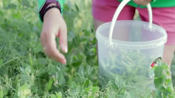 Tangan Wanita Mengumpulkan Kacang Polong Hijau Dalam Ember Kecil Berkebun — Stok Video