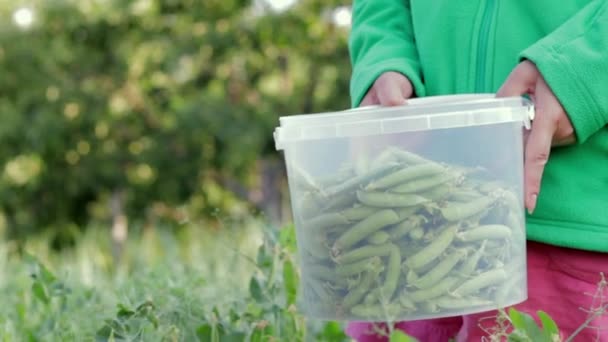 Női Kezek Zöld Borsóhüvelyeket Gyűjtenek Egy Kis Vödörben Kertészkednek Kertben — Stock videók
