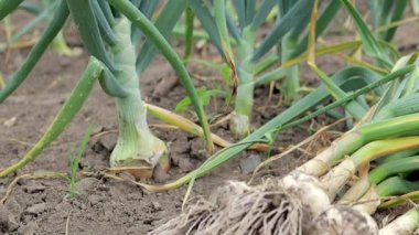 Kökleri bahçe toprağında yatan genç sarımsak. Bahçede Lyubasha sarımsağı koleksiyonu. Tarım tarlası sarımsak bitkisi. Taze toplanmış sebzeler, organik tarım kavramı. Organik sarımsak.