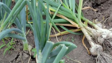 Kökleri bahçe toprağında yatan genç sarımsak. Bahçede Lyubasha sarımsağı koleksiyonu. Tarım tarlası sarımsak bitkisi. Taze toplanmış sebzeler, organik tarım kavramı. Organik sarımsak.