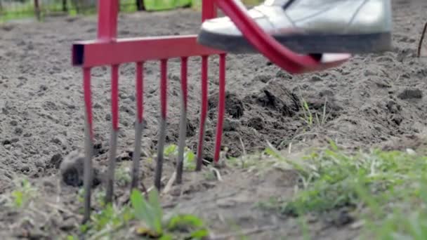 一个穿牛仔裤的农民用一把红色叉子状的铲子挖地 一个神奇的铲子 一个方便的工具 人工栽培者 耕作者是一种有效的耕作工具 让床松动一下 — 图库视频影像