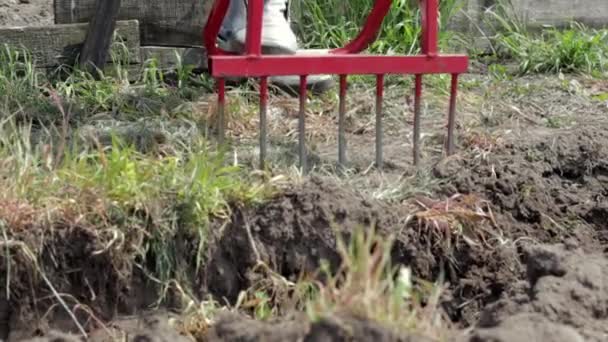 一个穿牛仔裤的农民用一把红色叉子状的铲子挖地 一个神奇的铲子 一个方便的工具 人工栽培者 耕作者是一种有效的耕作工具 让床松动一下 — 图库视频影像