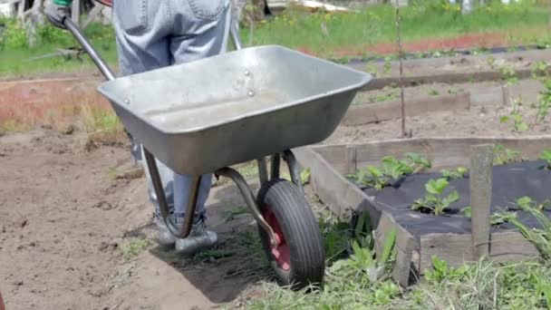 女性の農場の庭師は 灰色の金属製の車輪を土または堆肥で満たします 裏庭で秋の屋外前に季節の庭の掃除 雑草や枝の多い金属製のユニサイクル — ストック動画