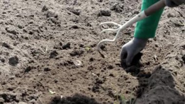 Caucasian woman farmer or gardener cleans weeds in the garden. Early spring preparation for the garden season. Seasonal work. View of female hand hoeing weeds in the garden on a summer day.