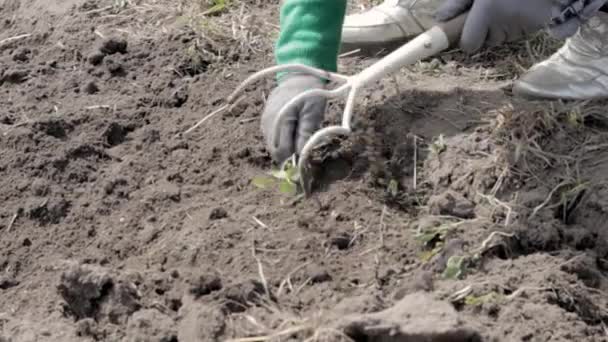 Caucasian Woman Farmer Gardener Cleans Weeds Garden Early Spring Preparation — Vídeo de Stock