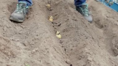 Beyaz kadın çiftçi ya da patatesli bahçıvan. Bahçe mevsimi için erken bahar hazırlığı. Patates tohumu. Mevsimlik iş. Bir kadın manuel olarak yere patates yumrusu ekiyor..