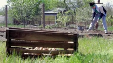 Beyaz kadın çiftçi ya da patatesli bahçıvan. Bahçe mevsimi için erken bahar hazırlığı. Patates tohumu. Mevsimlik iş. Tarım gıda üretimi, hasat konsepti.