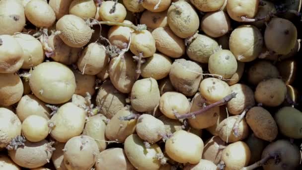 Fondo Patatas Para Plantar Con Brotes Germinados Vista Superior Brotaron — Vídeo de stock