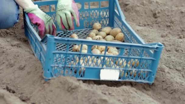 Vit Kvinnlig Bonde Eller Trädgårdsmästare Med Potatis Tidig Vårförberedelse Inför — Stockvideo