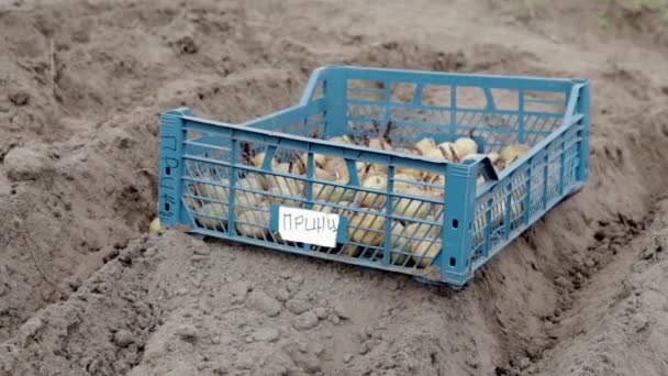 Batatas Para Plantio Com Brotos Germinados Uma Caixa Plástico Chão — Vídeo de Stock