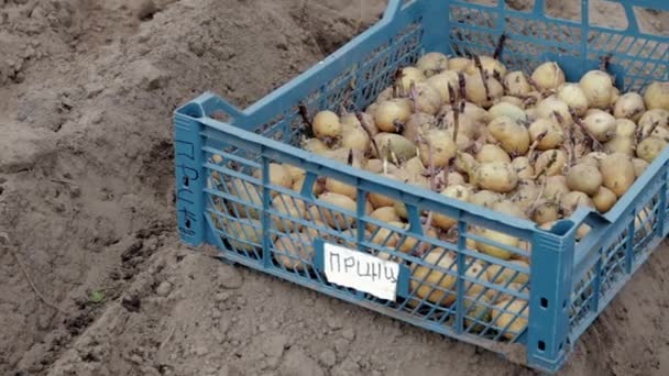 Patatas Para Plantar Con Brotes Germinados Una Caja Plástico Suelo — Vídeos de Stock